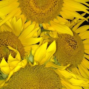 Meet your Posher, Krista